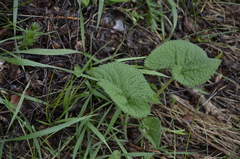 Phlomoides tuberosa