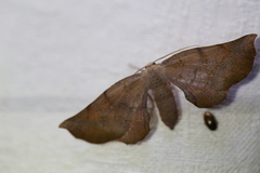 Parepisparis multicolora