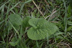 Phlomoides tuberosa