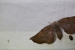 Parepisparis multicolora