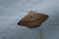 Ugia purpurea