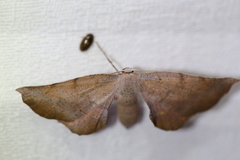 Parepisparis multicolora