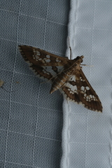 Sameodes cancellalis