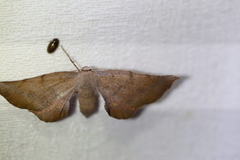 Parepisparis multicolora