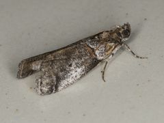 Acrobasis comptella