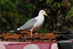 Larus