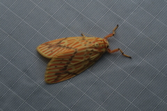 Barsine striata