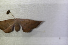 Parepisparis multicolora