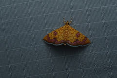 Isocentris filalis