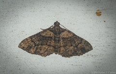 Eucymatoge peplodes