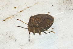 Menida spectabilis