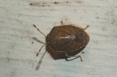Menida spectabilis