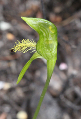 Pterostylis tasmanica