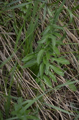 Centaurea scabiosa