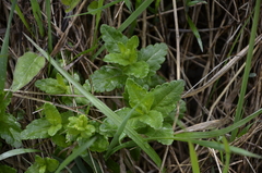 Veronica teucrium