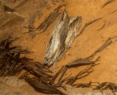 Ecnomodes sagittaria