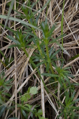 Galium verum