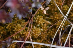 Sphagnum