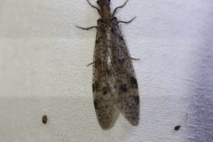 Megaloptera