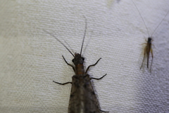 Megaloptera