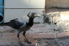 Corvus cornix