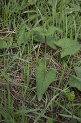 Phlomoides tuberosa