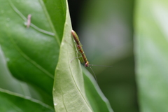 Odontomantis