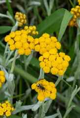 Helichrysum aureonitens