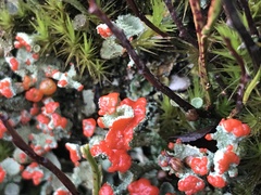 Cladonia