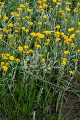 Helichrysum aureonitens
