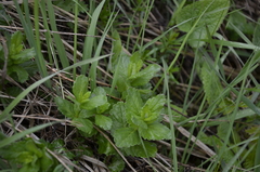 Veronica teucrium