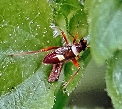 Closterotomus biclavatus