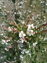 Escallonia virgata