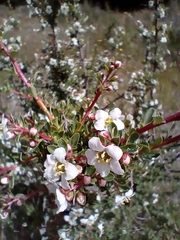 Escallonia virgata