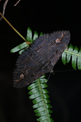 Anisoneura