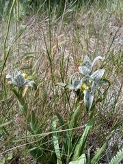 Chloraea magellanica