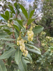 Arbutus unedo