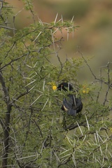 Onychognathus nabouroup