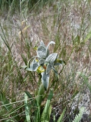 Chloraea magellanica