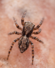 Pseudeuophrys lanigera