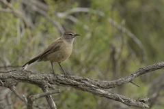 Cercotrichas coryphoeus