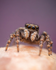 Pseudeuophrys lanigera