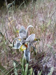 Chloraea magellanica