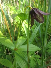 Fritillaria camschatcensis