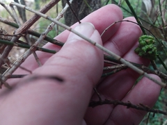 Selitrichodes utilis