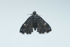 Drosophantis caeruleata