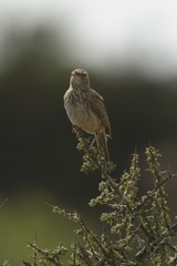 Certhilauda subcoronata