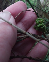 Selitrichodes utilis