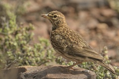 Galerida magnirostris