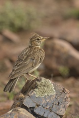 Galerida magnirostris